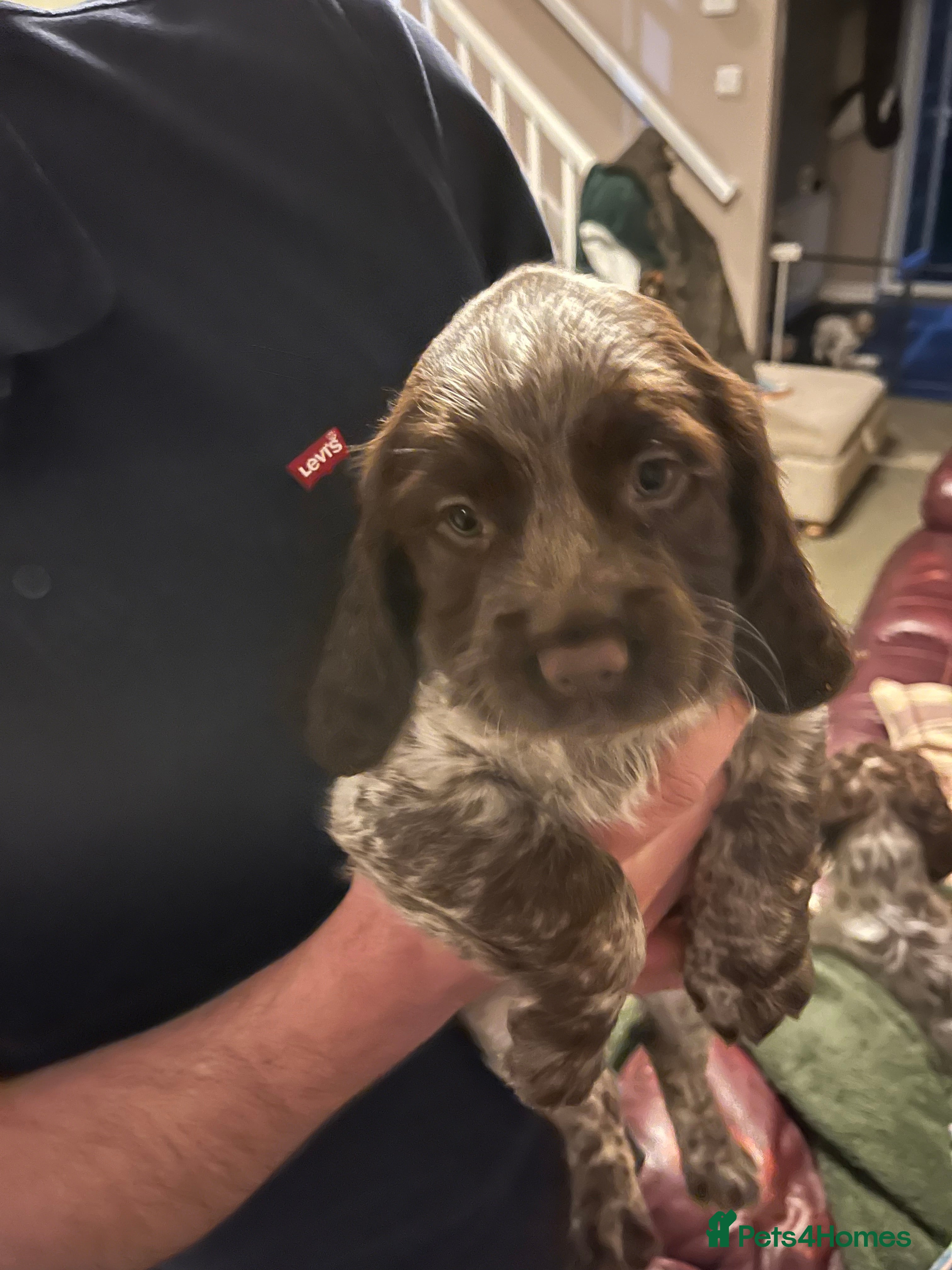 Sprocker dogs Beautiful Sprocker Spaniel Puppies Ready 22/12 - Advert 7
