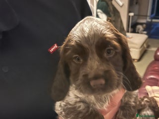 Sprocker dogs Beautiful Sprocker Spaniel Puppies Ready 22/12 - Advert 7