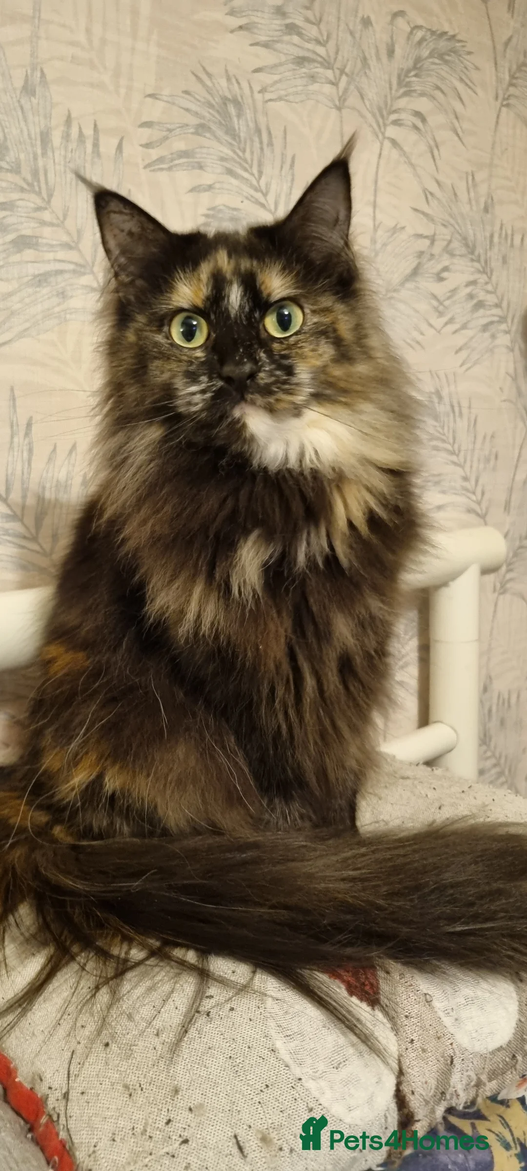 Maine Coon cats for sale: Two sisters looking for 5 star loving homes - Advert 2