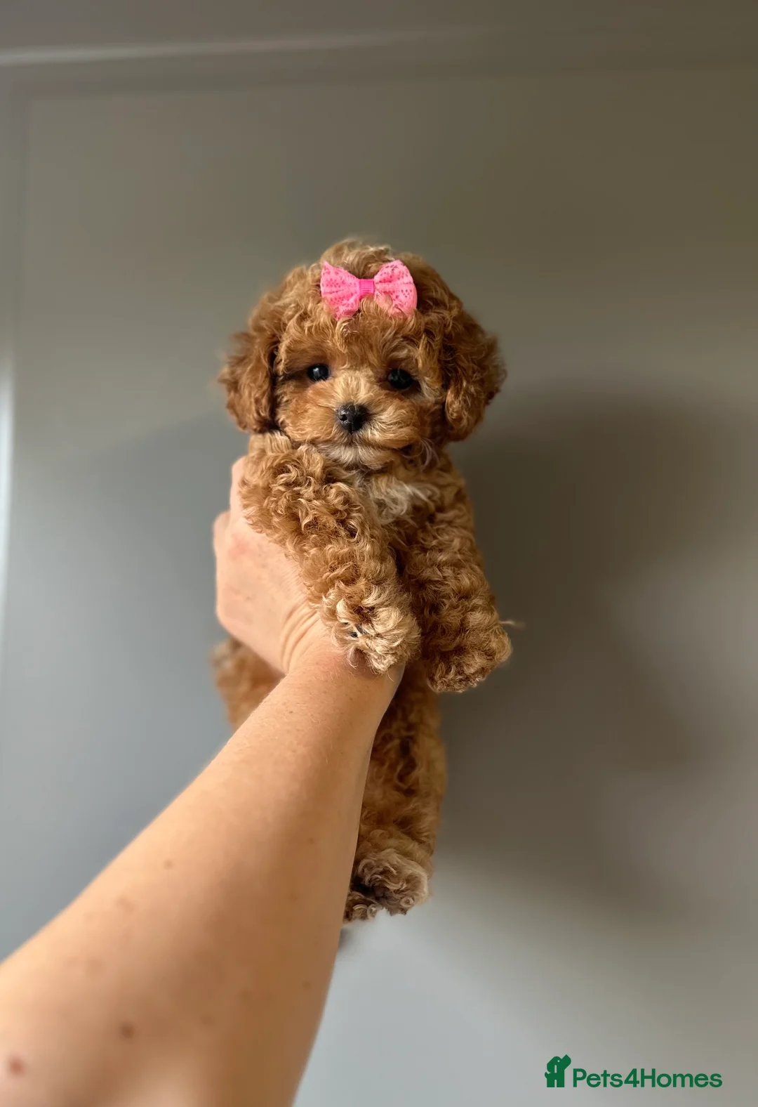 Toy Poodle dogs for stud: Stunning true to type Asian toy poodle in Lanark - Advert 12