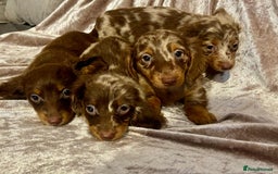 Miniature Dachshund dogs for sale: Long haired Dachshund puppies  - Image 4