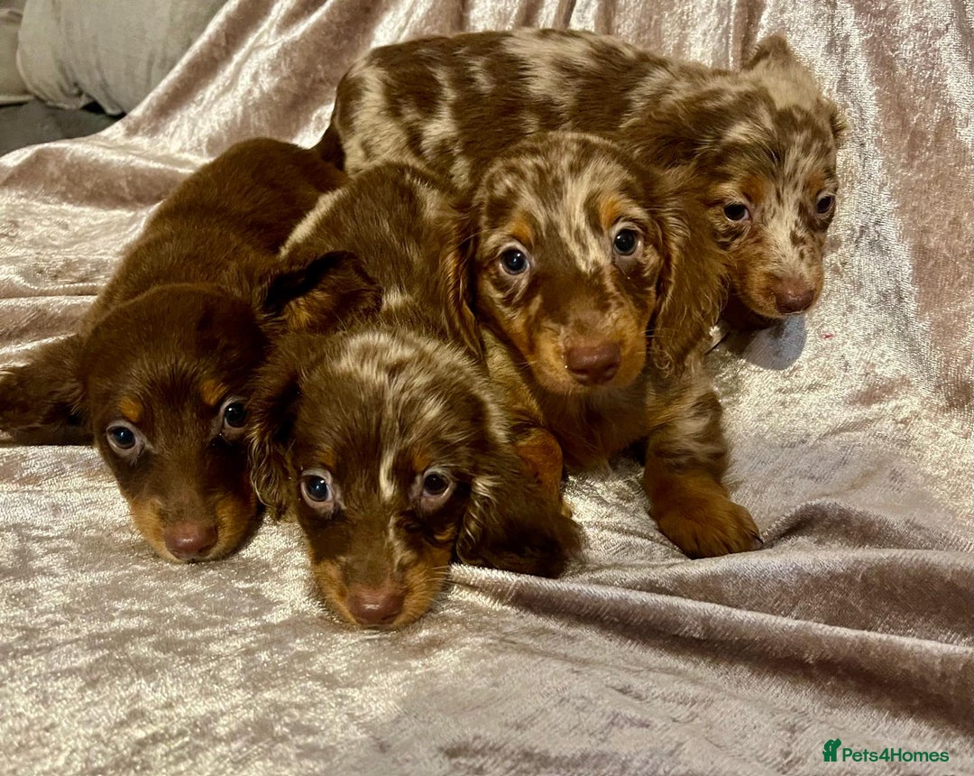 Miniature Dachshund dogs for sale: Long haired Dachshund puppies  - Image 4