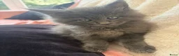 Maine Coon cats for sale: Stunning,ACTIVE,TICA Registered,MaineCoon Kittens - Advert 5