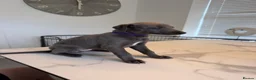 Whippet dogs for sale: KC Whippet Puppies  in Chesterfield - Advert 17