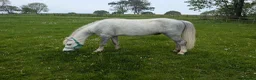 Welsh Section A horses for sale: 12hh unregistered Welsh a gelding rising 5  in Andover - Advert 2