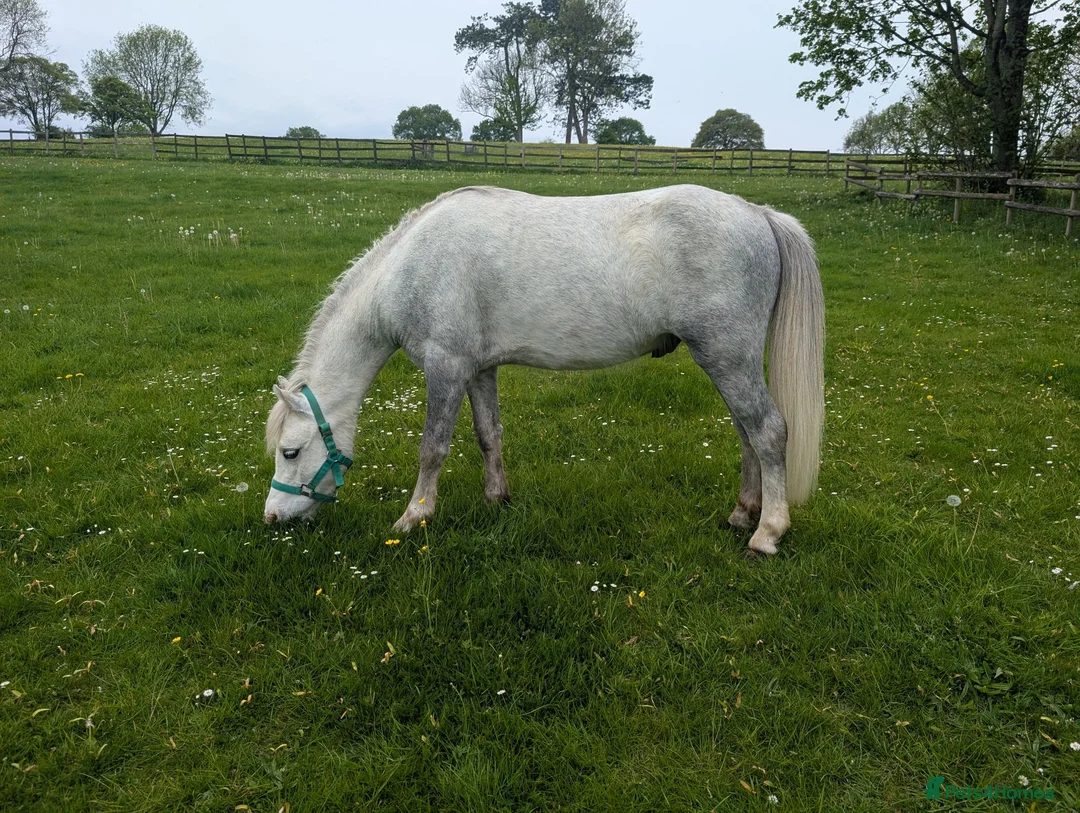 Welsh Section A horses for sale: 12hh unregistered Welsh a gelding rising 5  in Andover - Advert 2