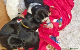 Bocker dogs for sale: Beautiful Bocker puppies - Advert 5