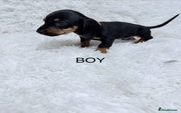 Miniature Dachshund dogs for sale: Miniature Dachshund Puppies  - Advert 8