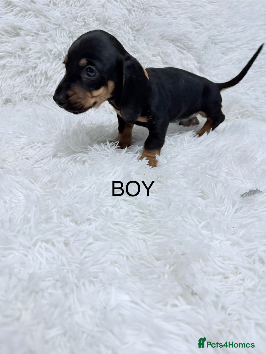 Miniature Dachshund dogs for sale: Miniature Dachshund Puppies  - Advert 8