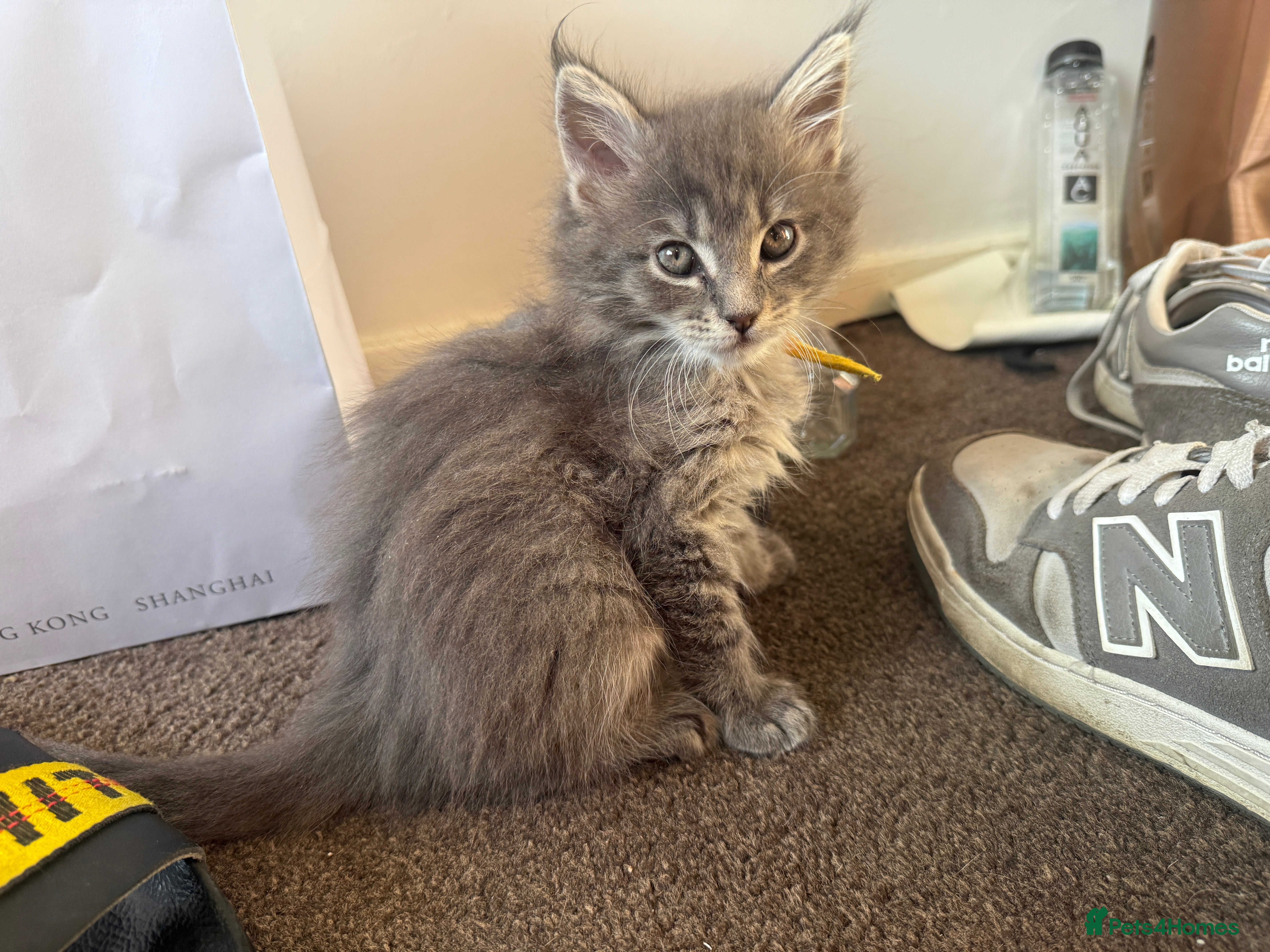 Maine Coon cats LAST 3 Mainecoon Kittens Maine Coon Purebred - Advert 9