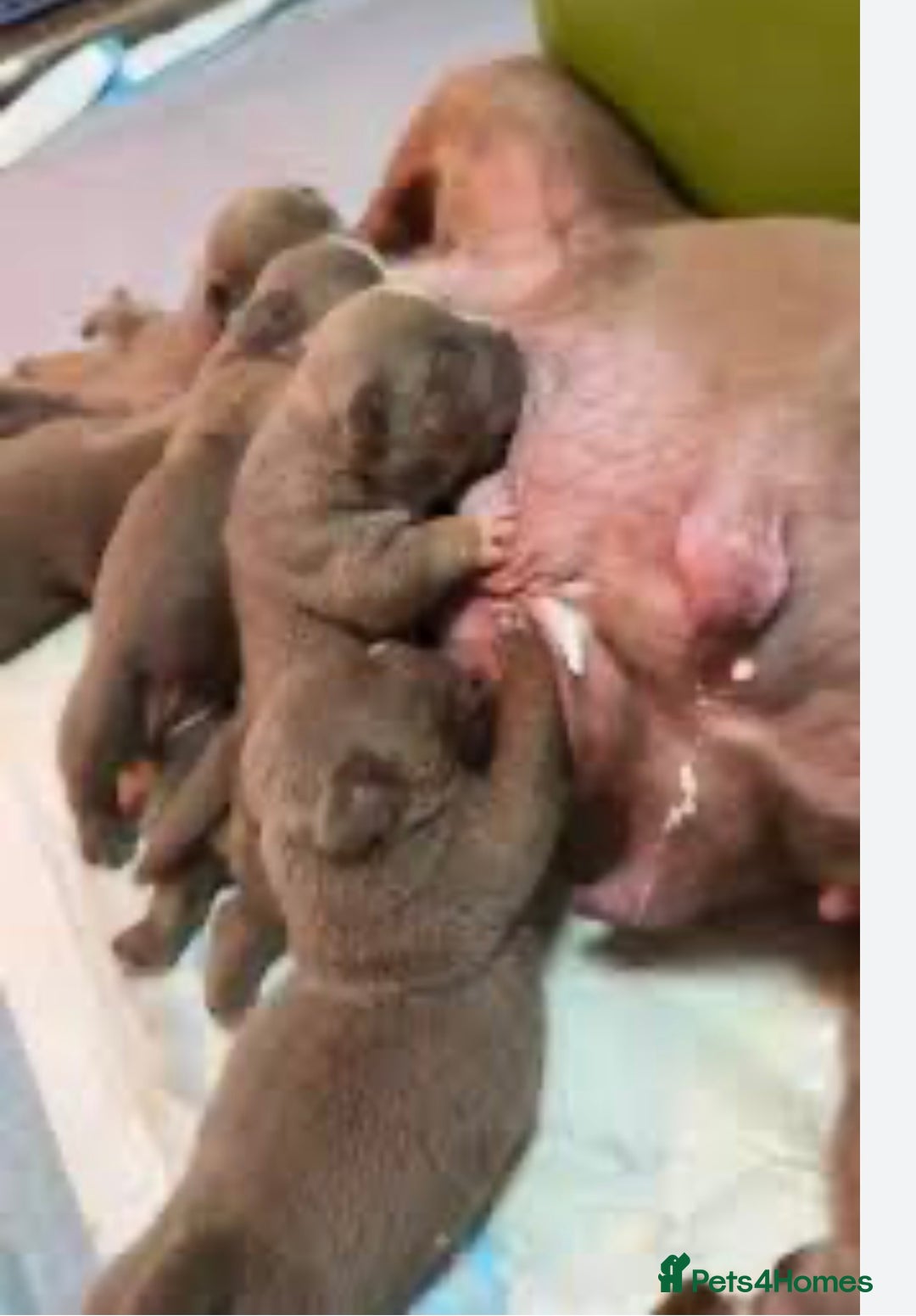 American Bully dogs for sale: American pocket bully - Image 2