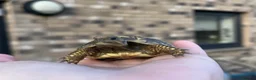 Hermann Tortoise reptiles for sale: Hermann tortoise for sale  - Advert 3