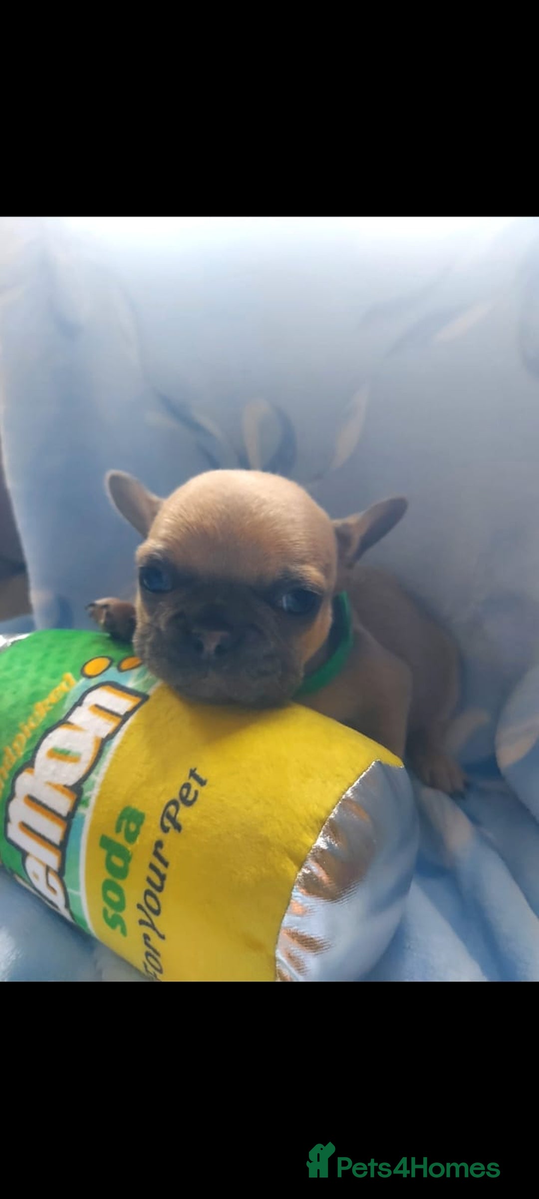 French Bulldog dogs for sale: French bulldog puppies  - Image 6