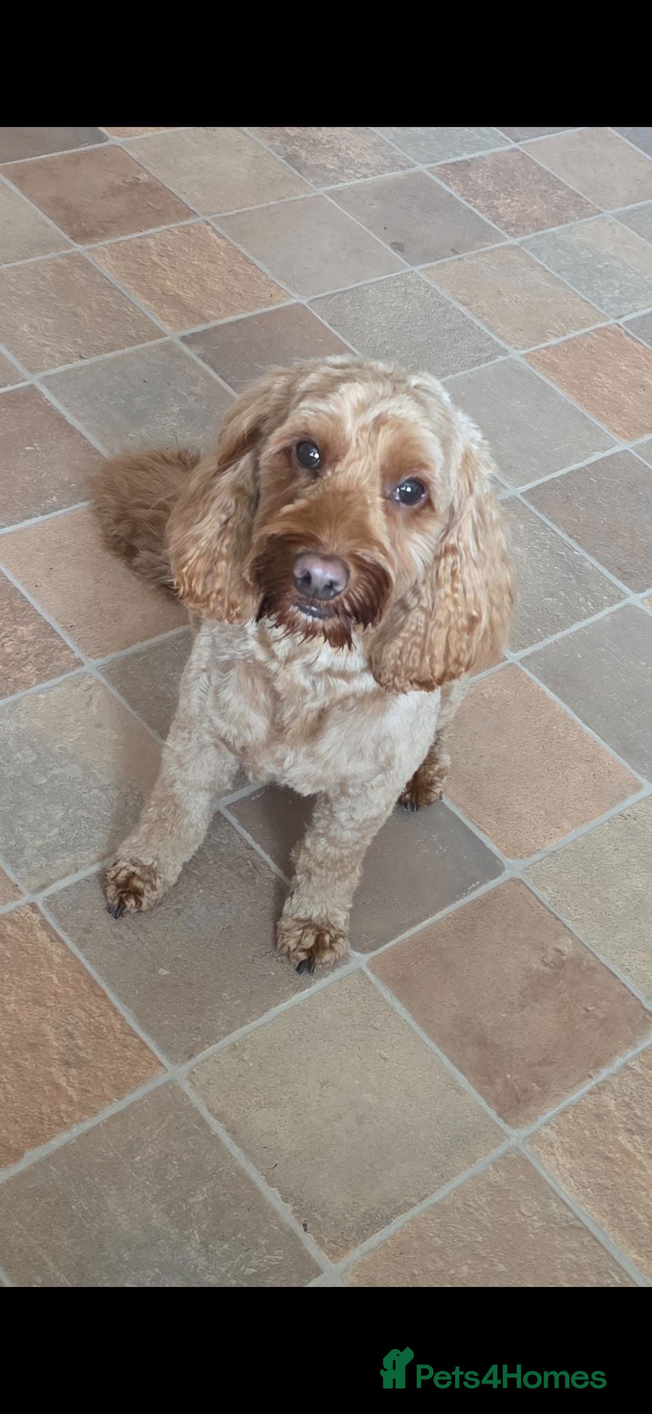 Cockapoo dogs Milo for stud - Advert 1