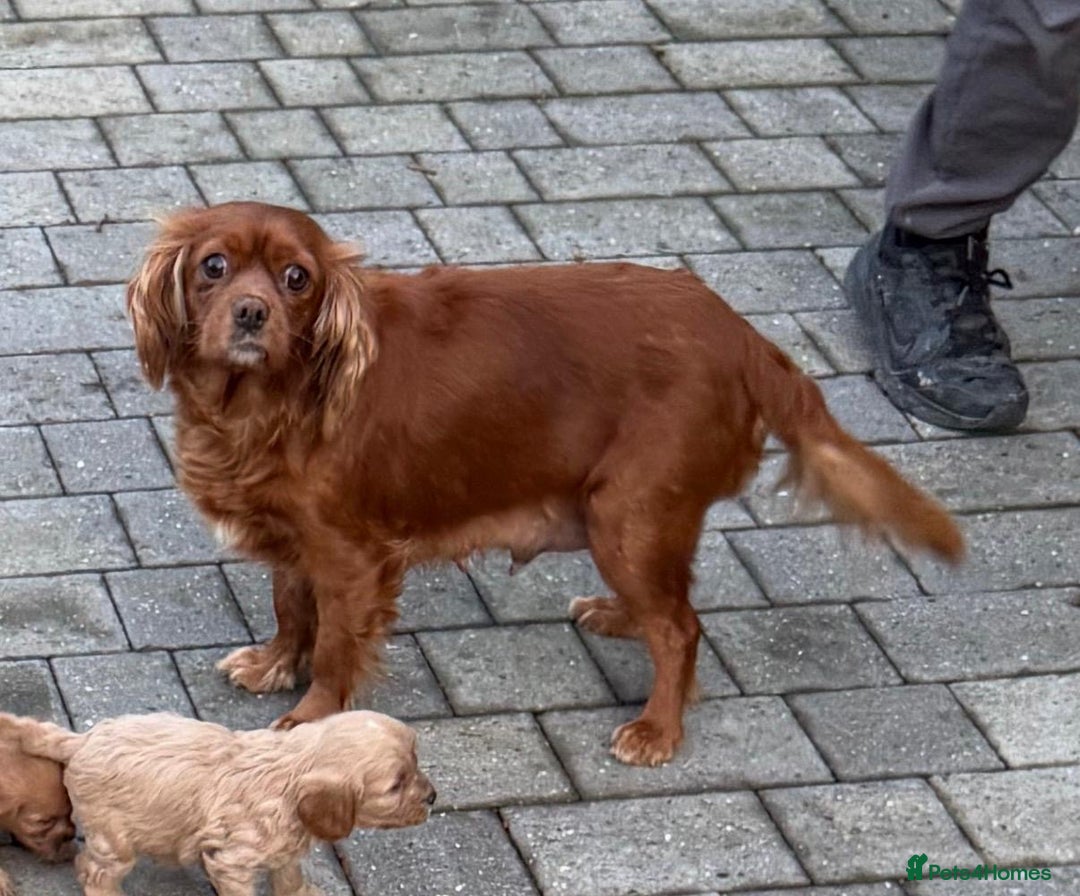 Cavapoo dogs for sale: 7 cavapoo puppy’s for sale 1 girl 6 boys  - Advert 1