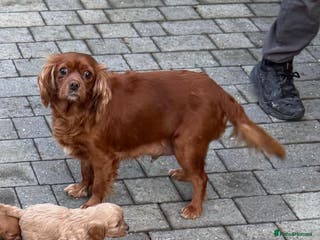 Cavapoo dogs 7 cavapoo puppy’s for sale 1 girl 6 boys - Advert 2