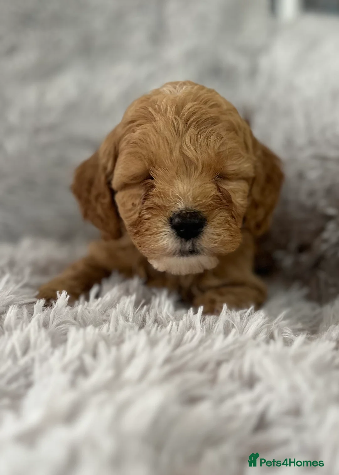 Cockapoo dogs for sale: Beautiful cockatoo puppies - Advert 1