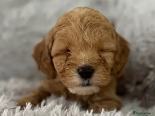 Cockapoo dogs Beautiful cockatoo puppies - Advert 6