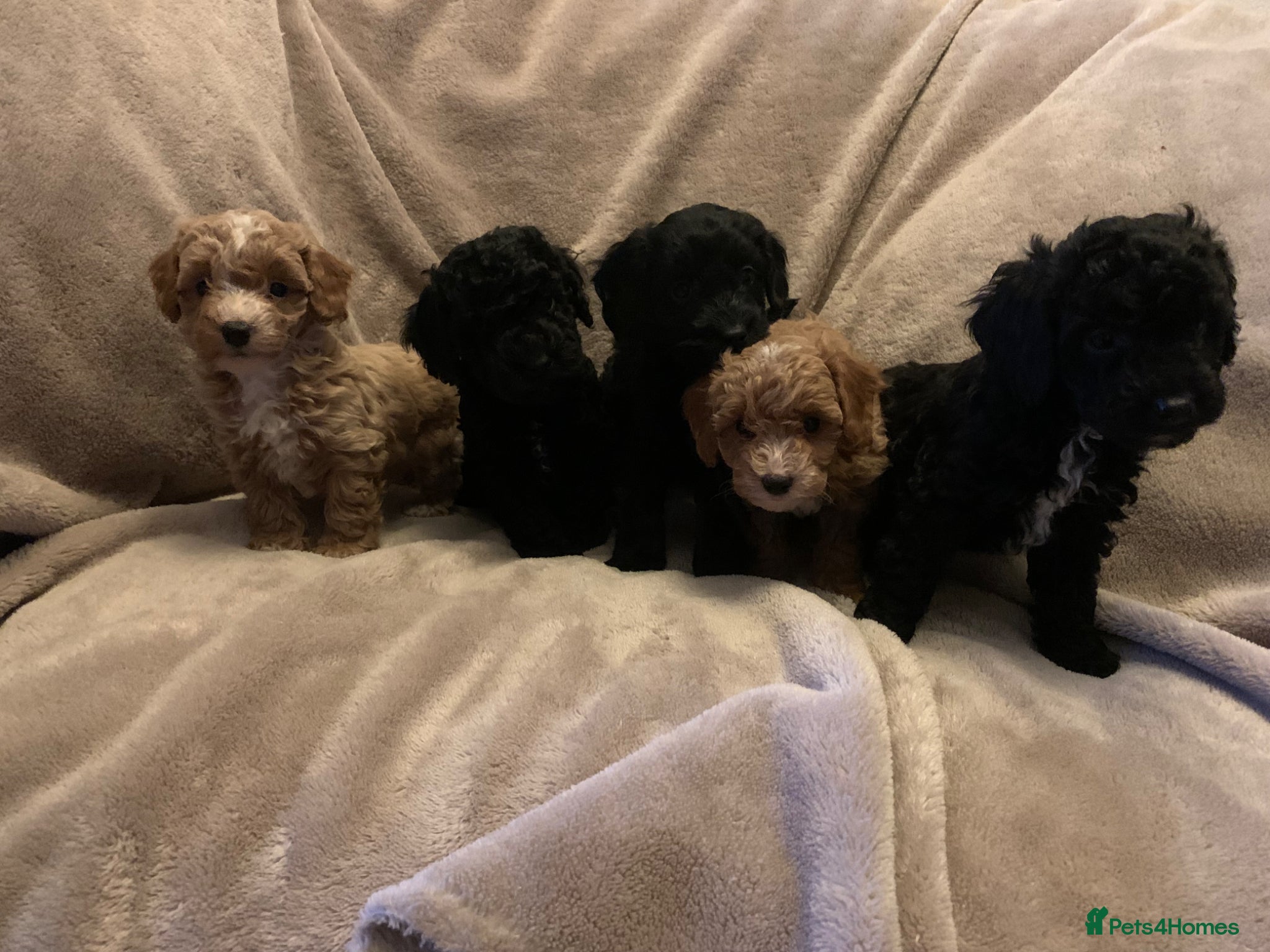 Cockapoo dogs F1b Toy cockapoo puppies  - Advert 15