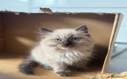 Ragdoll cats for sale: Stunning Female Seal Mink Ragdoll Kitten  - Image 1
