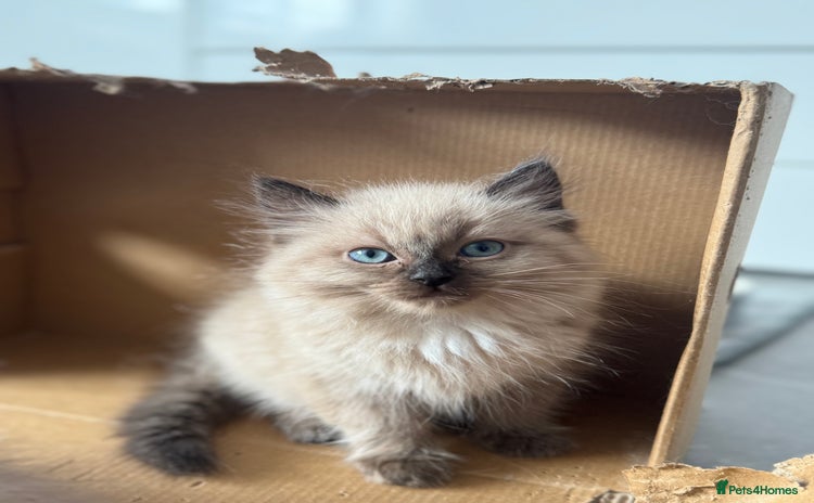 Ragdoll cats - Advert 2