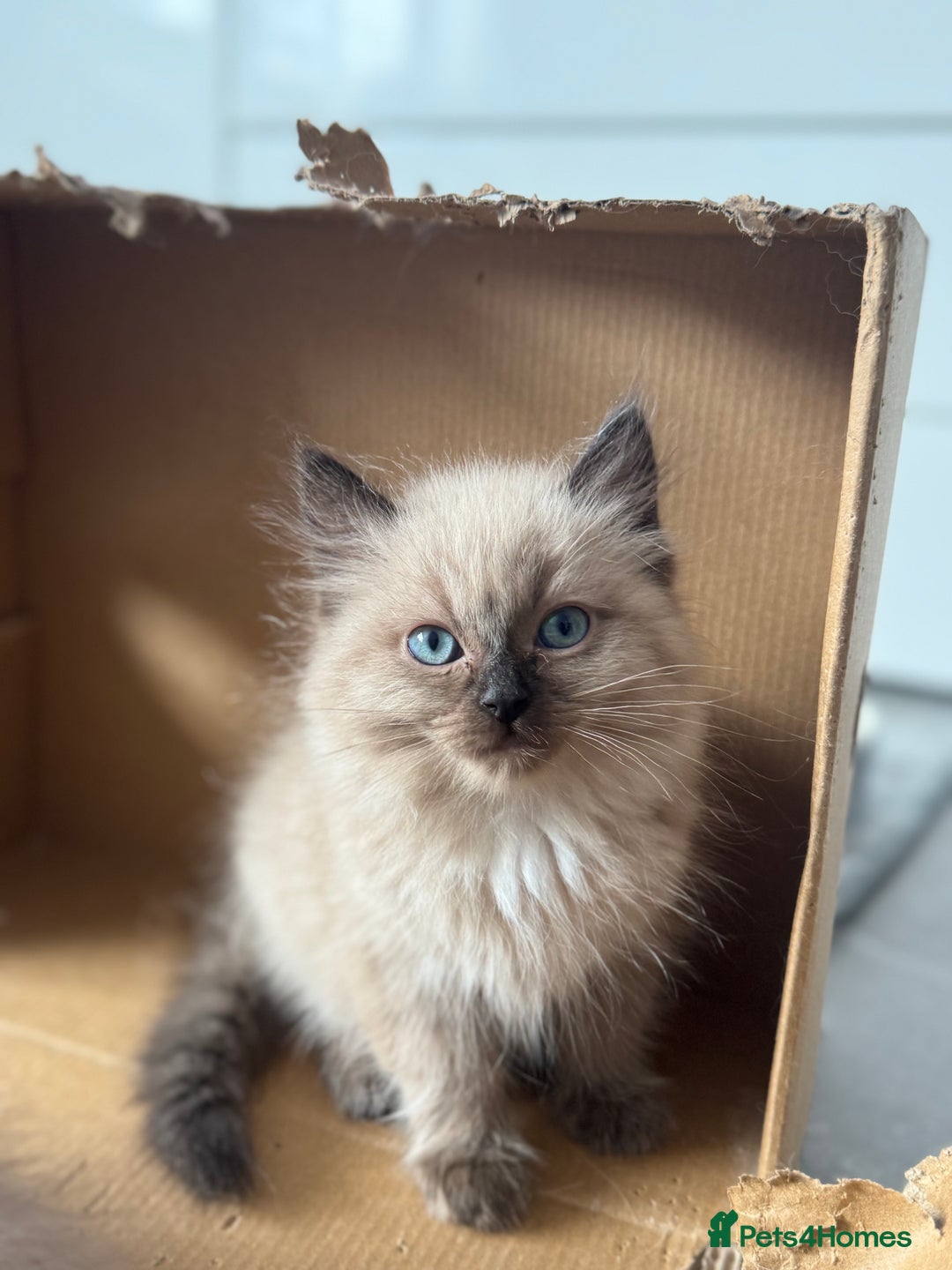 Ragdoll cats for sale: Stunning Female Seal Mink Ragdoll Kitten  - Image 1
