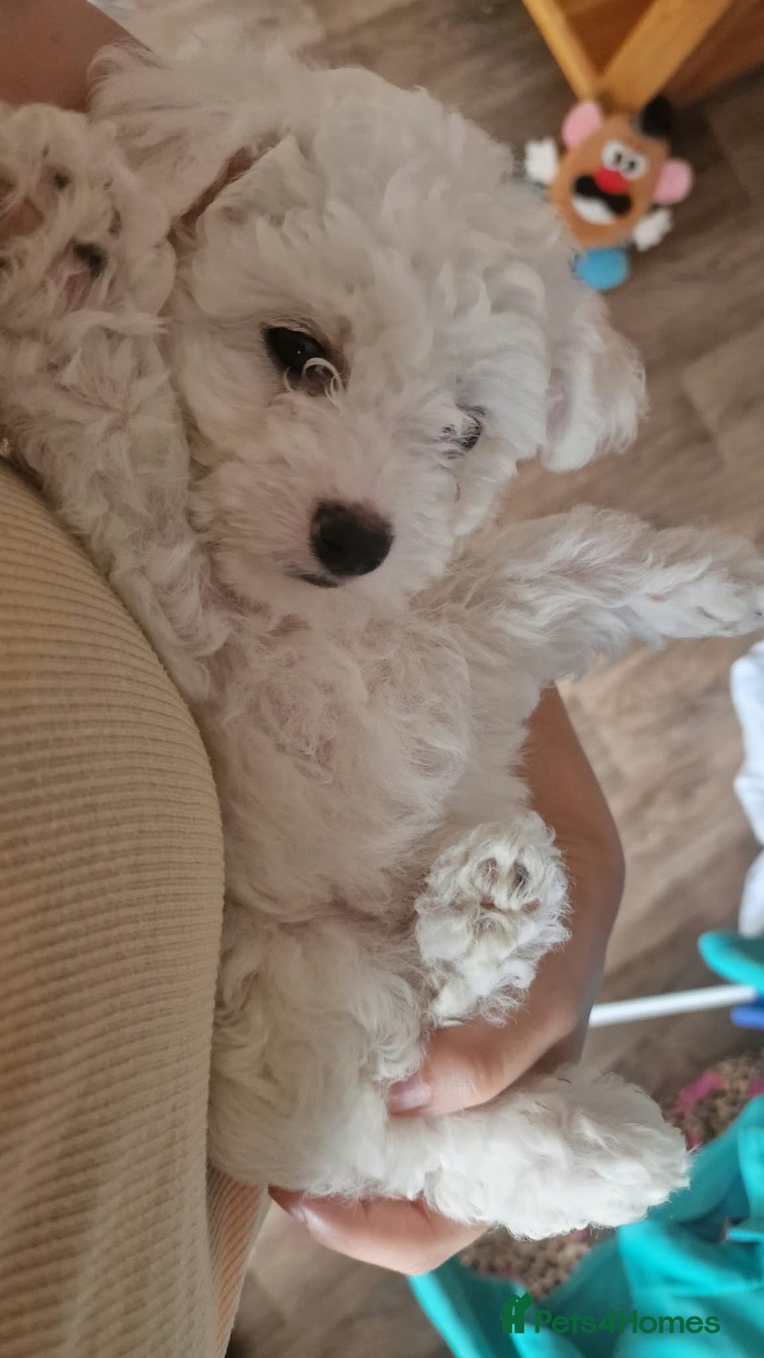 Bichon Frise dogs Bishion Frise  - Advert 2