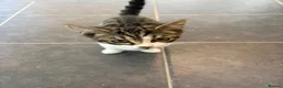 Mixed Breed cats for sale: 2 cats for sale  in Sheffield - Advert 21