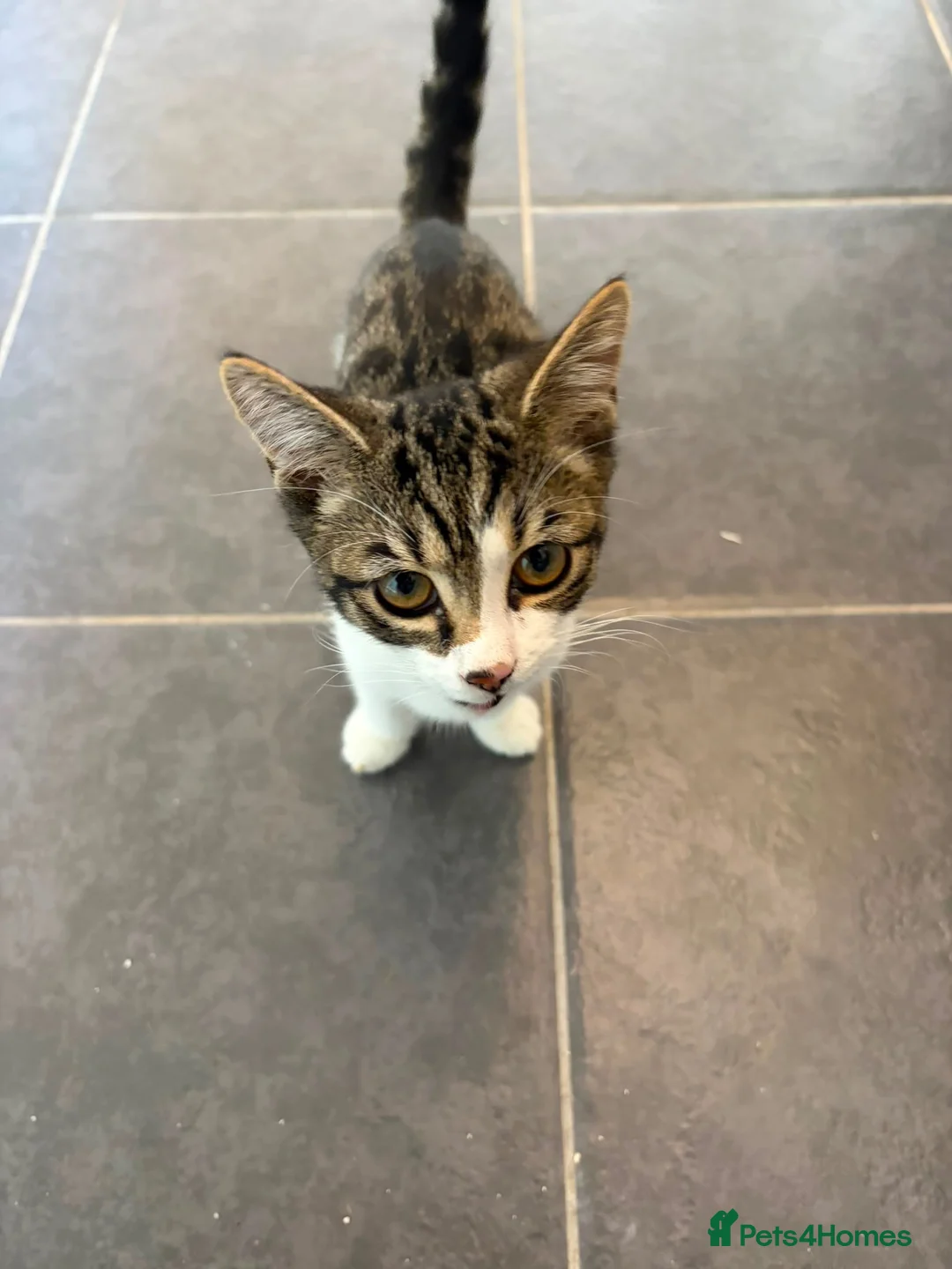 Mixed Breed cats for sale: 2 cats for sale  in Sheffield - Advert 21
