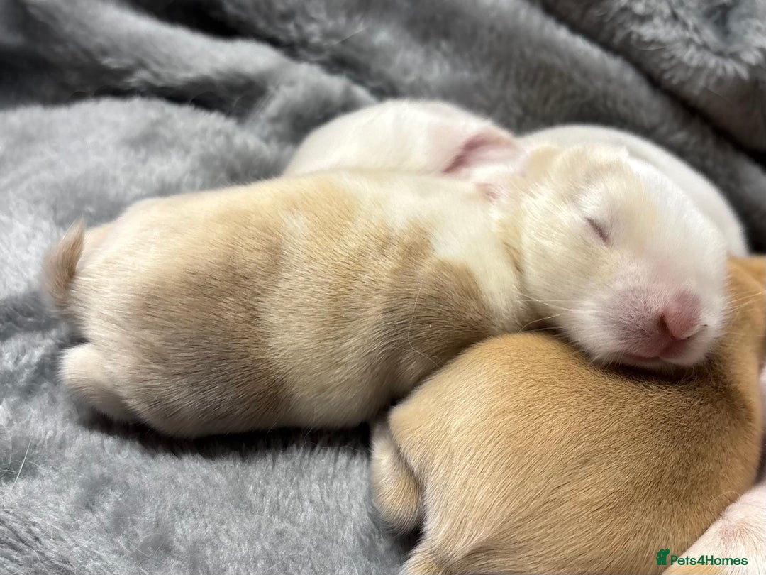 Mini Lop rabbits for sale: 4 beautiful mini lop babies - Image 3
