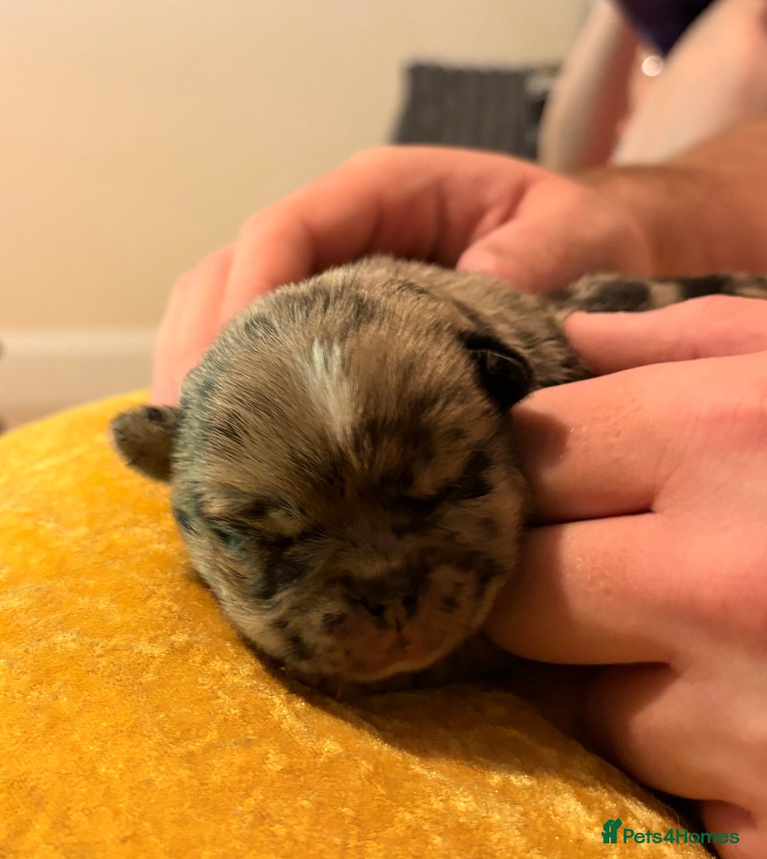 Jug dogs for sale: Amazing Jug Puppies - Image 1