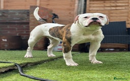 American Bulldog dogs for stud: Male stud  - Image 2