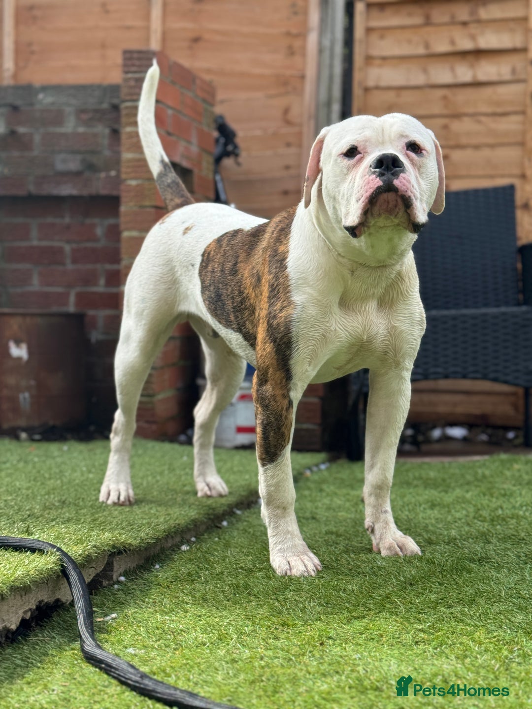 American Bulldog dogs for stud: Male stud  - Image 2