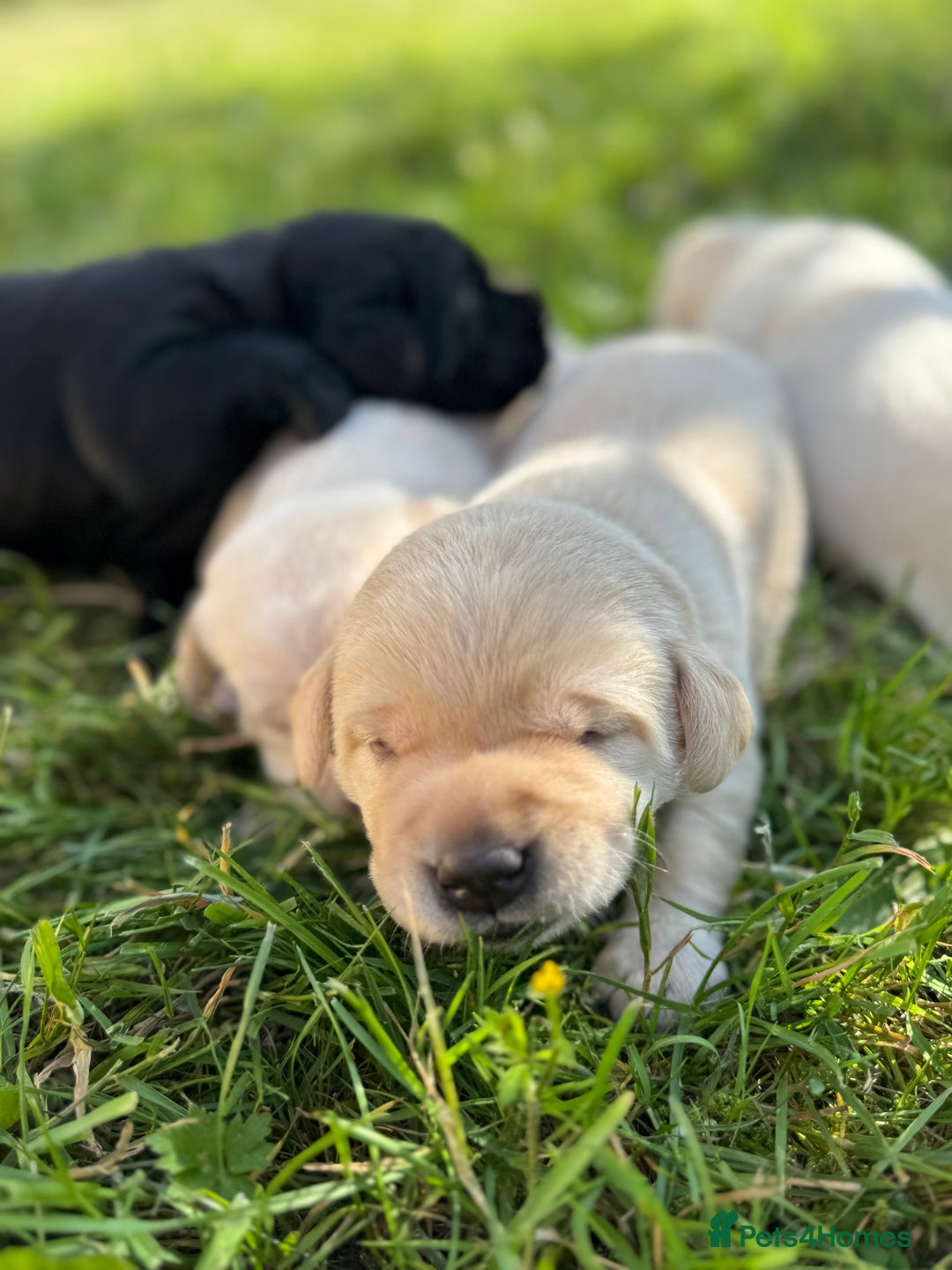 Labrador Retriever dogs for sale: KC health tested Labrador Pups  - Image 11