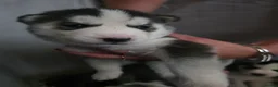 Siberian Husky dogs for sale: 9 siberian husky puppies in Manchester - Advert 3