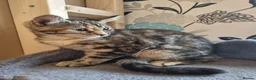 Maine Coon cats for sale: Beautiful 3/4 Maine Coon cross Kittens - Advert 21