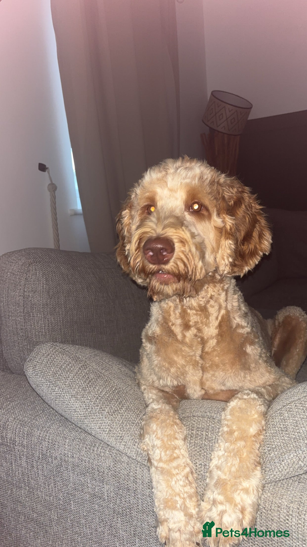 Labradoodle dogs Teddie  - Advert 2