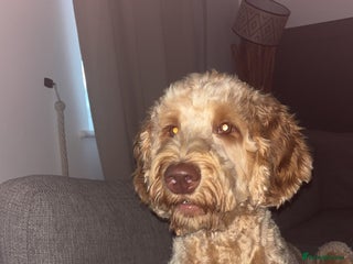 Labradoodle dogs Teddie - Advert 1