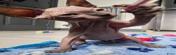 Mixed Breed cats for sale: 🐾READY NOW🐾 SPHYNX X RAGDOLL KITTENS 2 LEFT  - Advert 16
