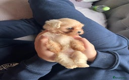 Maltipoo dogs for sale: Tea cup/ pocket puppy Maltipoo girl 🩷 - Image 12