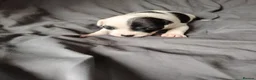 Staffordshire Bull Terrier dogs for sale: Lovely little staffy puppies  - Advert 17