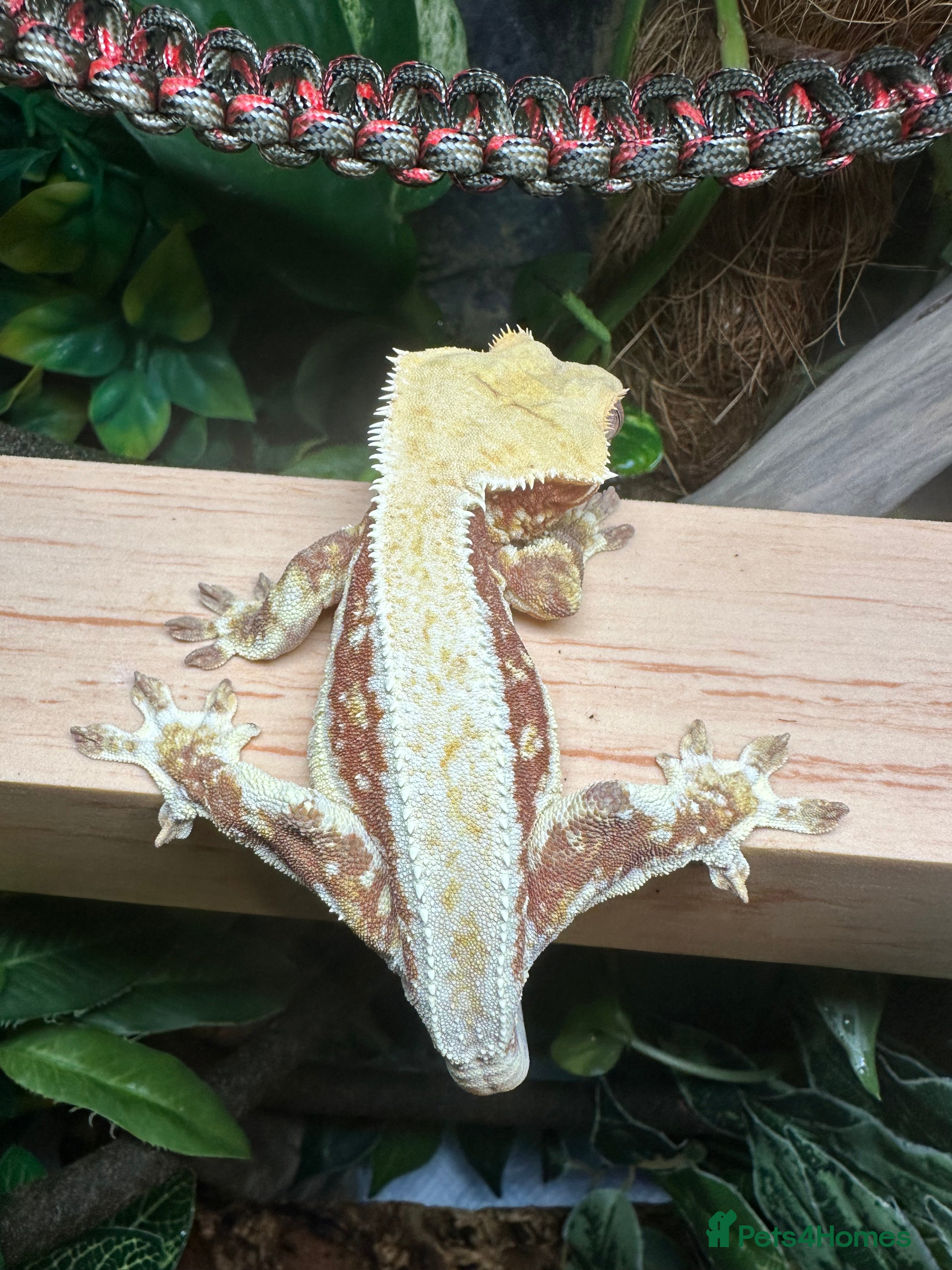 Gecko reptiles Red Tri Colour Drippy Lily White Crested Gecko - Advert 2