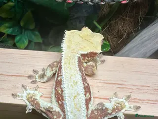 Gecko reptiles Red Tri Colour Drippy Lily White Crested Gecko - Advert 11