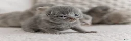British Shorthair cats for sale: Beautiful British short hair kittens 🐈‍⬛ in Milford Haven - Advert 7
