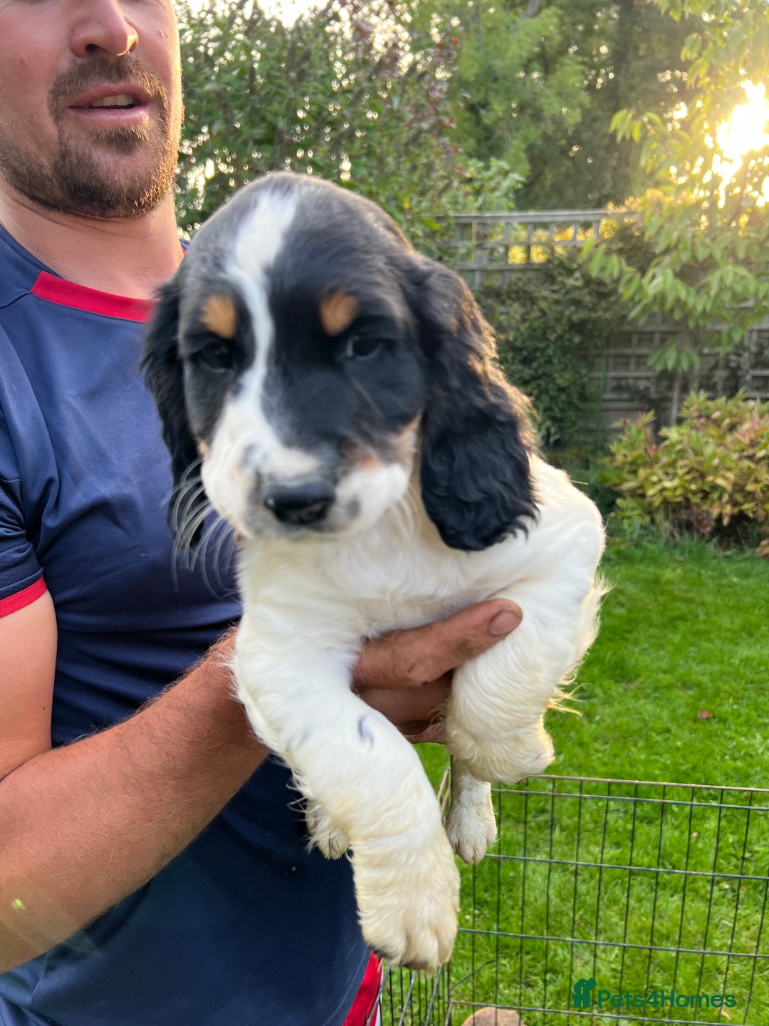 English Springer Spaniel dogs for sale: Traditional English springer spaniels  - Image 25