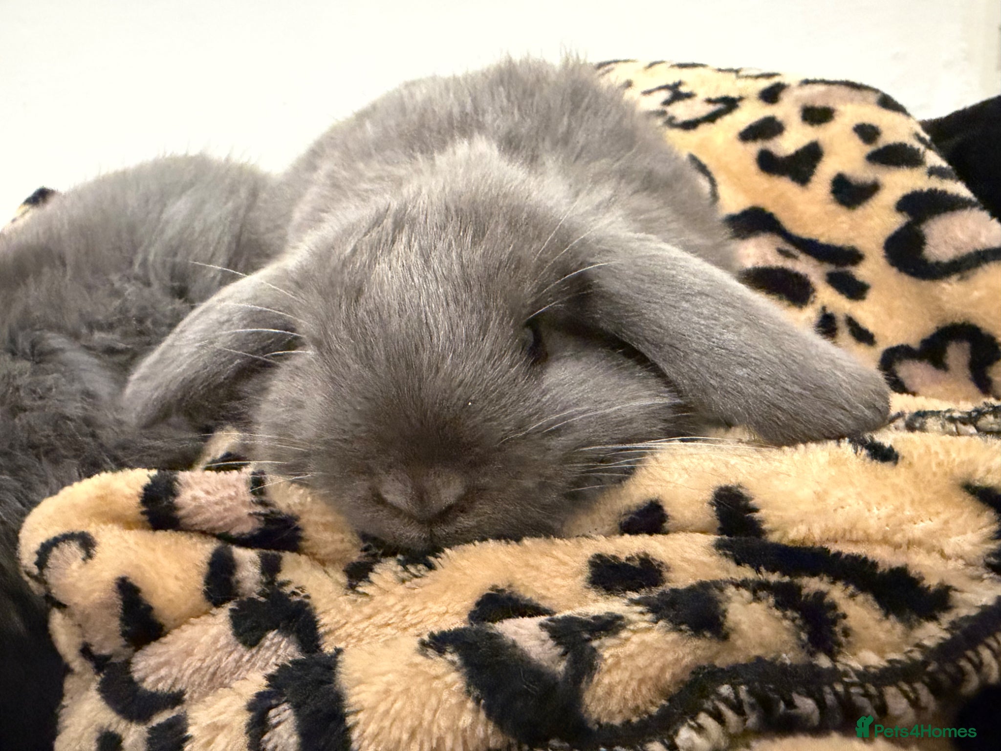 Mini Lop rabbits READY NOW  mini lops - Advert 16