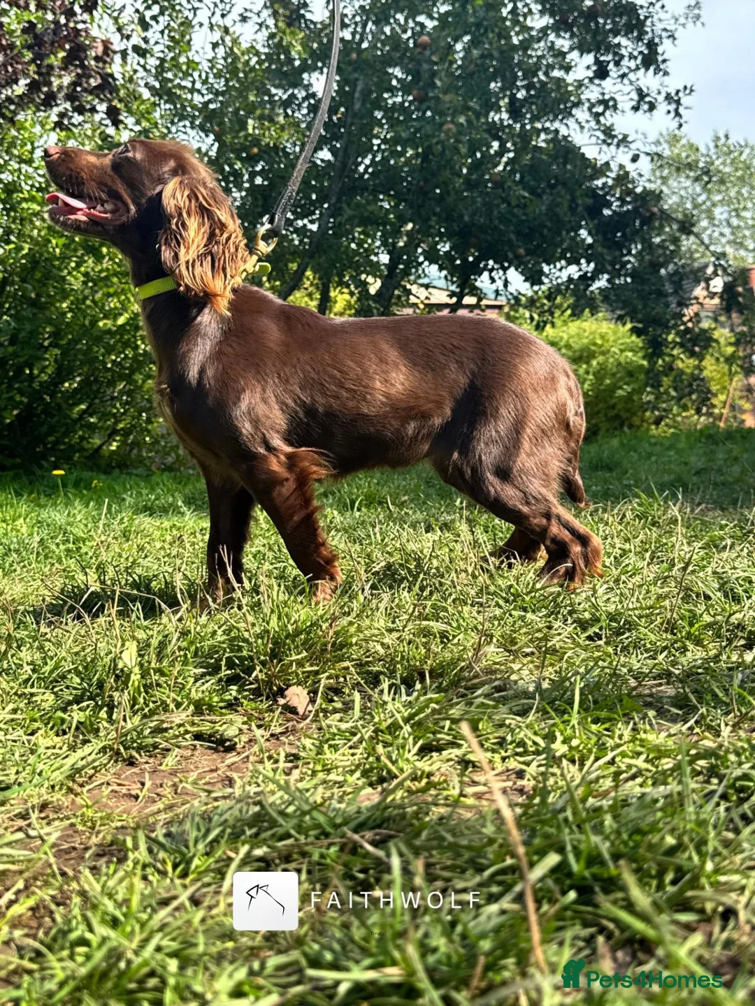 Cocker Spaniel dogs for sale: Tina - Fully Trained Pet Cocker Spaniel  - Advert 4