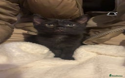 Mixed Breed cats for sale: Perfect kitten. Needing to be rehomed  - Image 2
