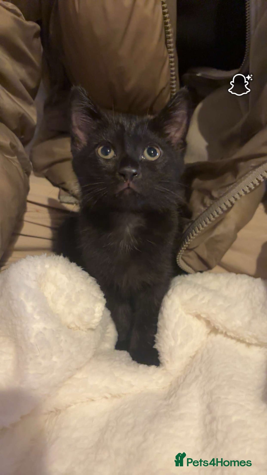 Mixed Breed cats for sale: Perfect kitten. Needing to be rehomed  - Image 2