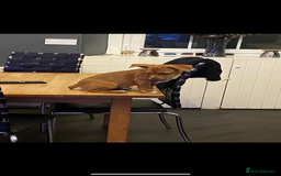 Jack Russell dogs for stud: Lionel Richie - Image 3